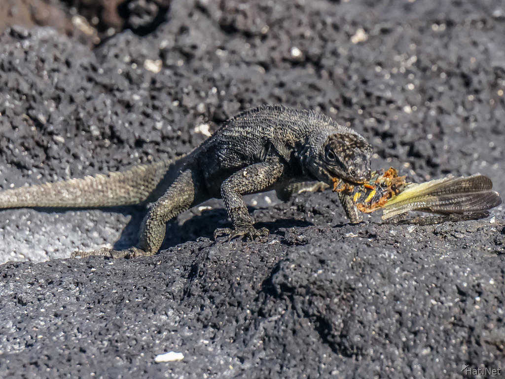 Lava Lizard eating grasshopper in Fernandina