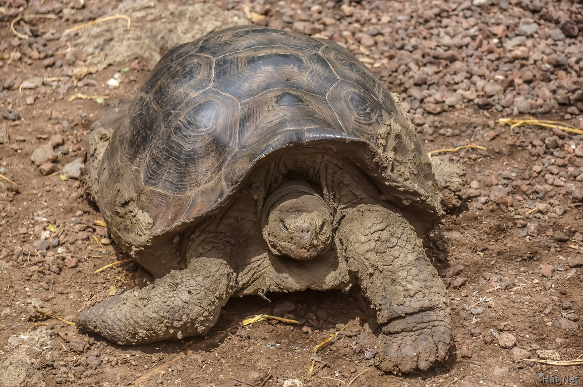 Giant Tortoise in San Cristobal Breeding Center