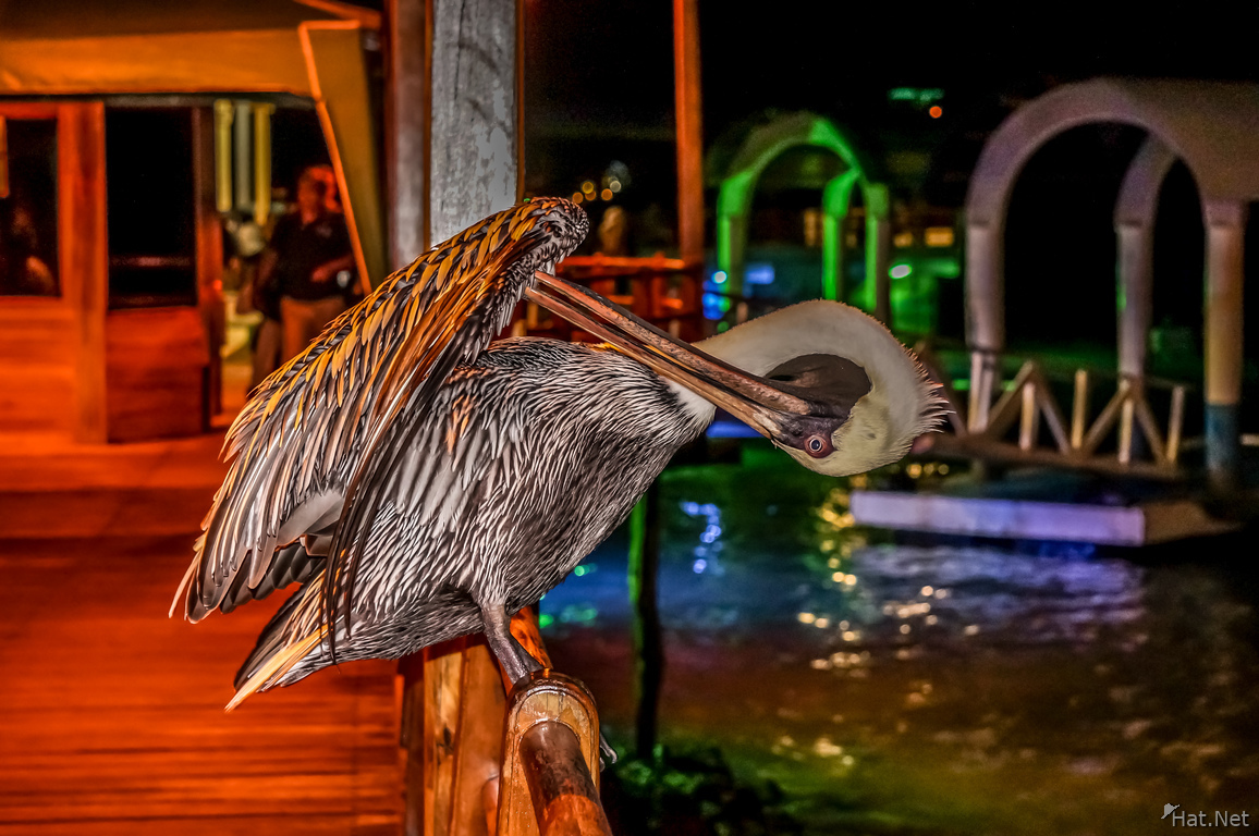 Brown Pelican near Puerto Ayora Harbour