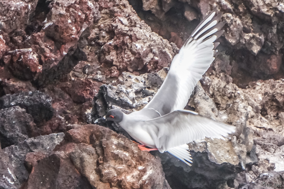 Swallow Tailed Gull