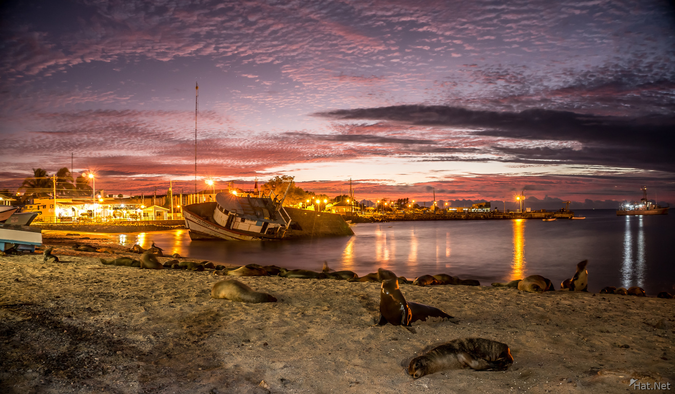Sea lion colony in Puerto Baquerizo Moreno when sunset