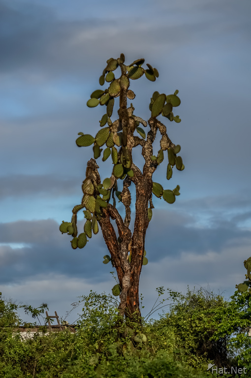 Opuntia Cactus tree