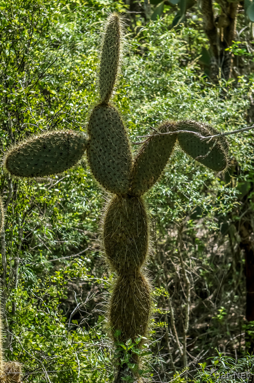 Opuntia Cactus tree forest near Tortuga bay