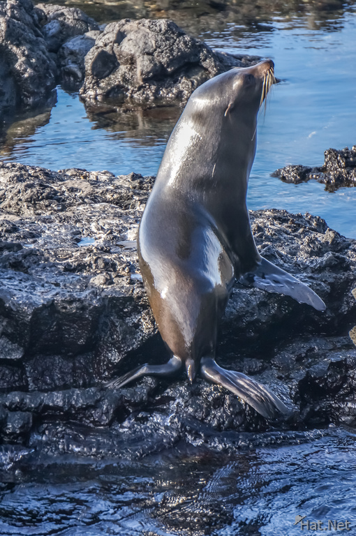 Fur Seal of James Bay