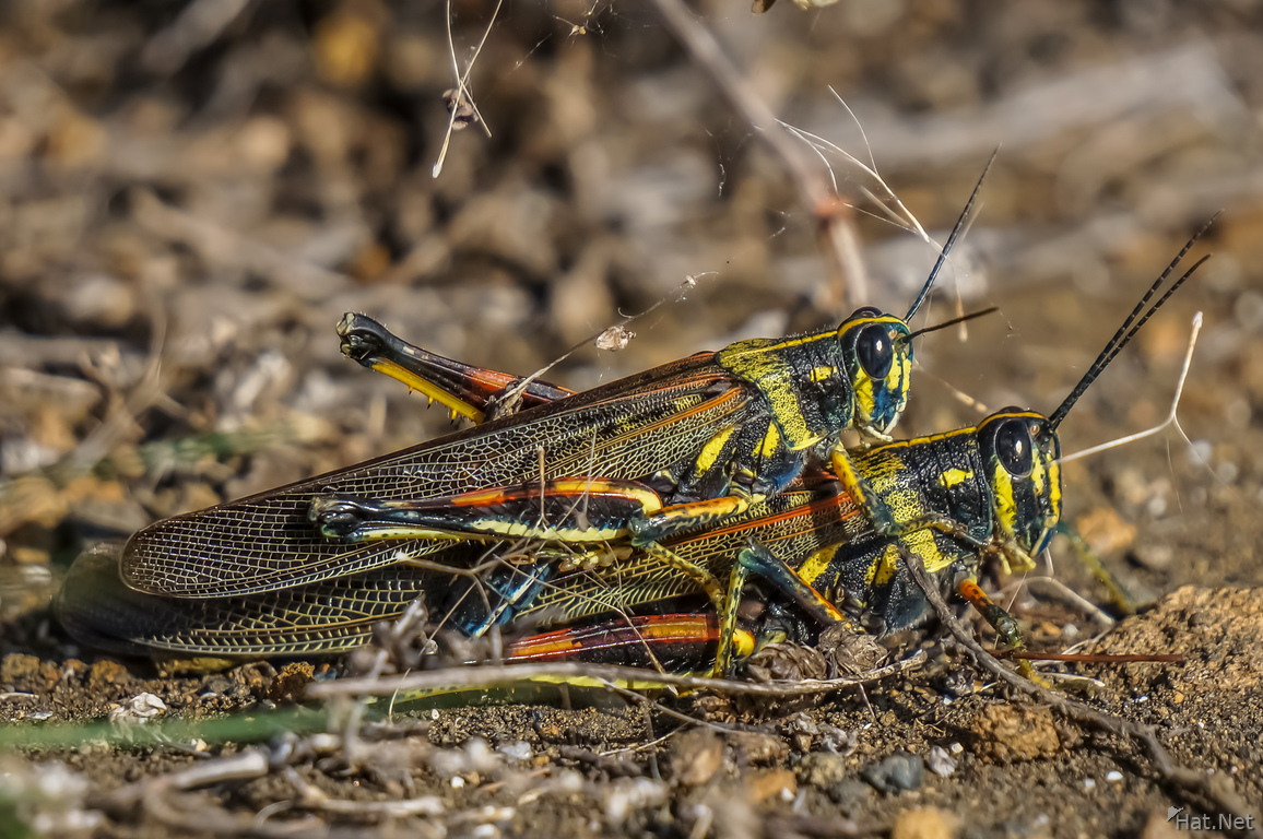 Grasshopper mating on James Bay