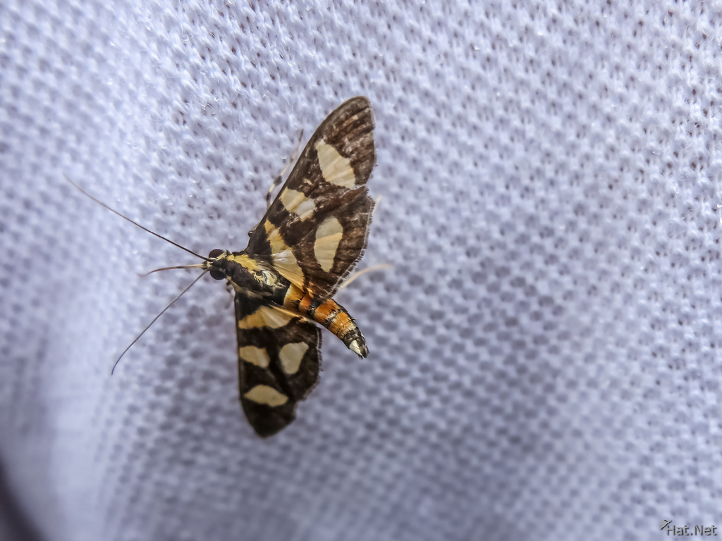 Moth near Sierra Negra