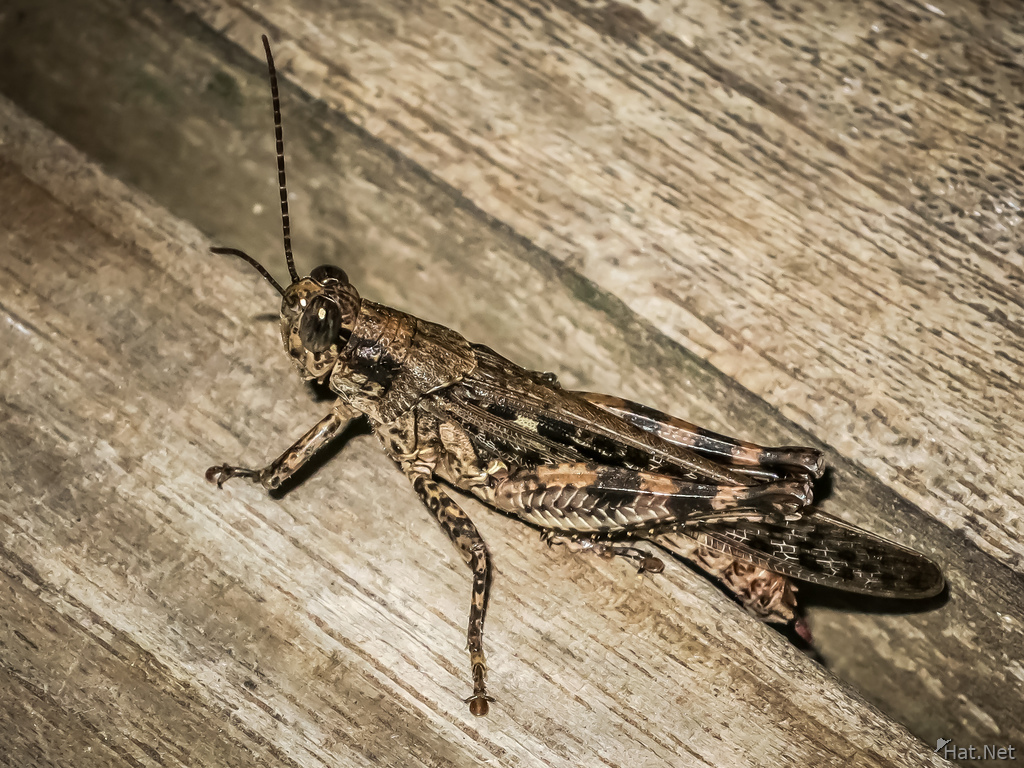 Grasshopper in Puerto Baquerizo Moreno