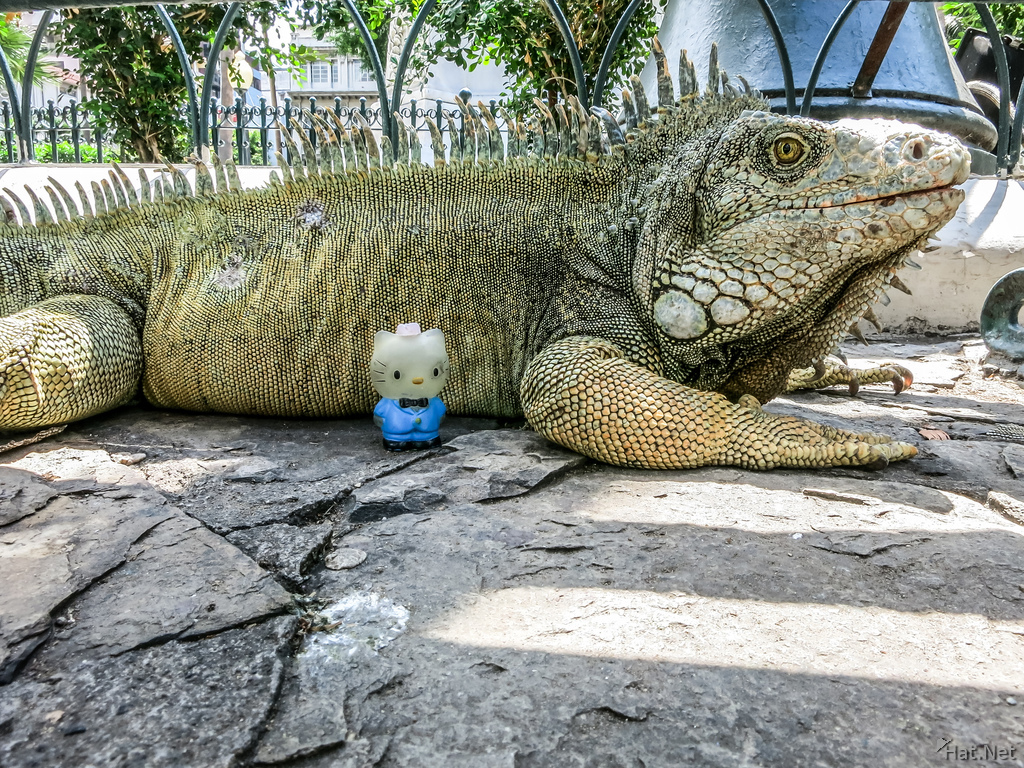 Iguana In Guayaquil attack Hello Kitty