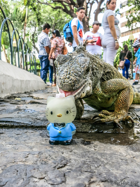 Iguana In Guayaquil attack Hello Kitty