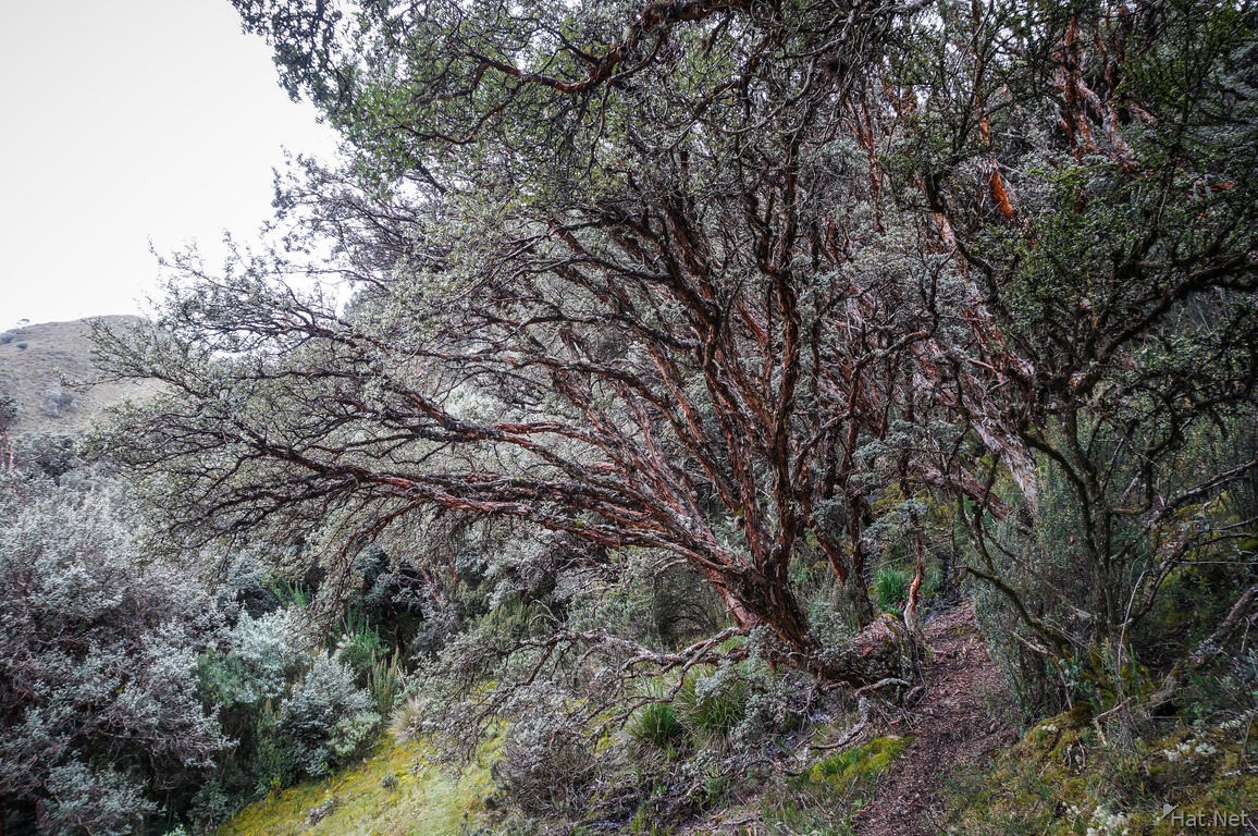Paper Tree in Cajax National Park near Cuenca