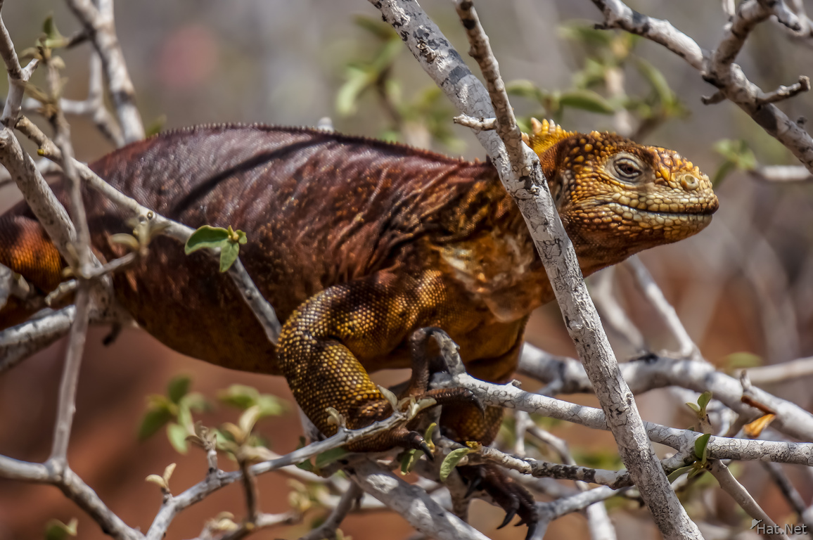 Land Iguana on tree in North Seymour