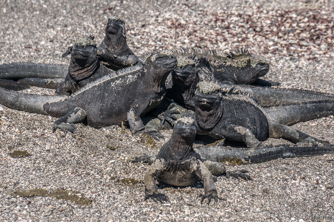 Marine Iguanas near Espionza of Fernandina