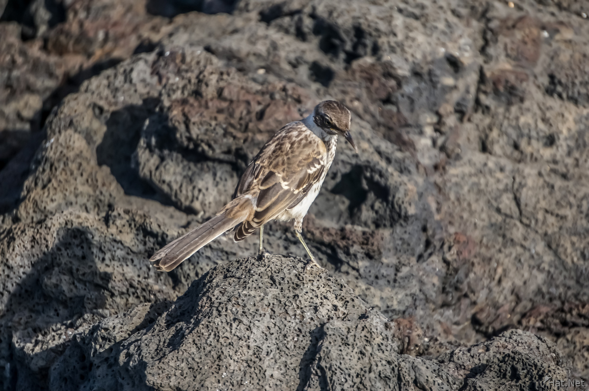 Mocking bird on James Bay