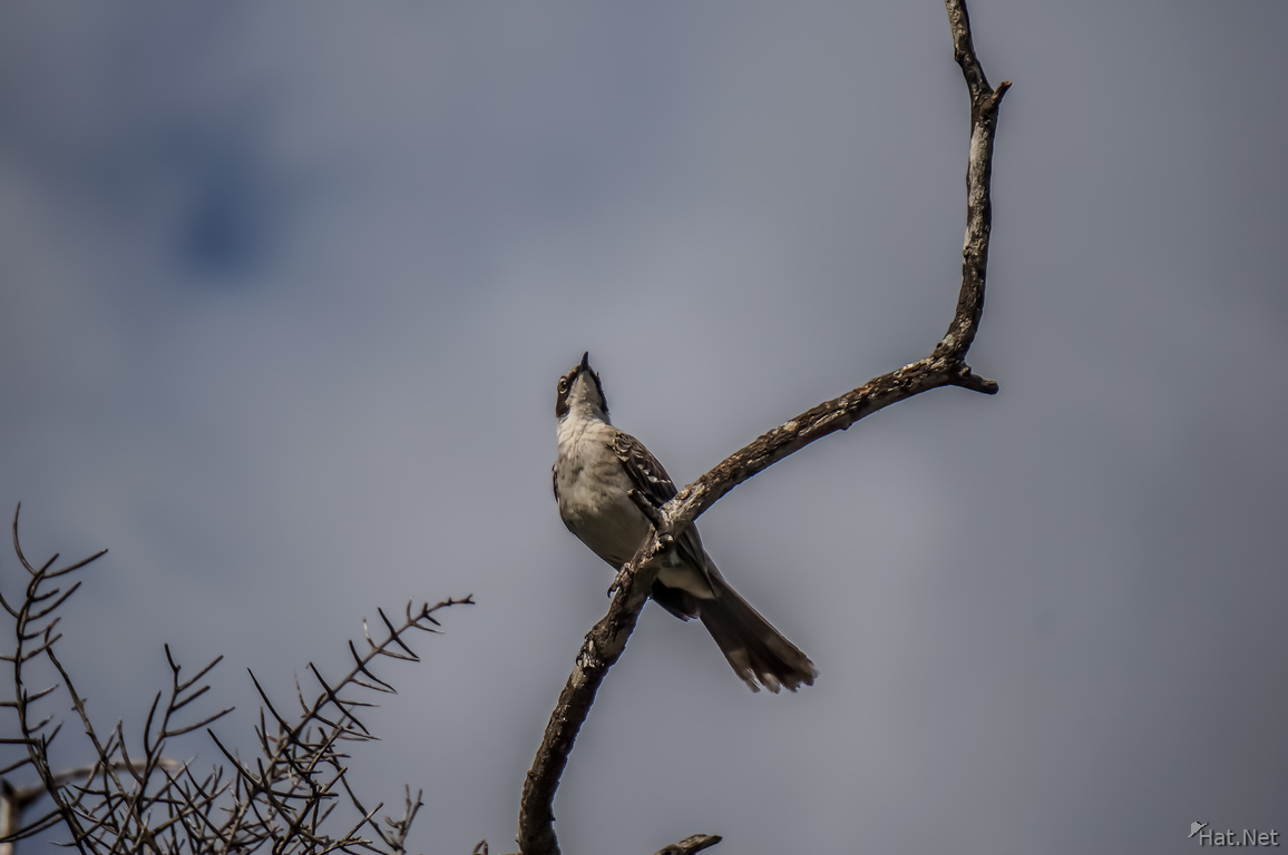 Mocking bird of Ubrina Bay