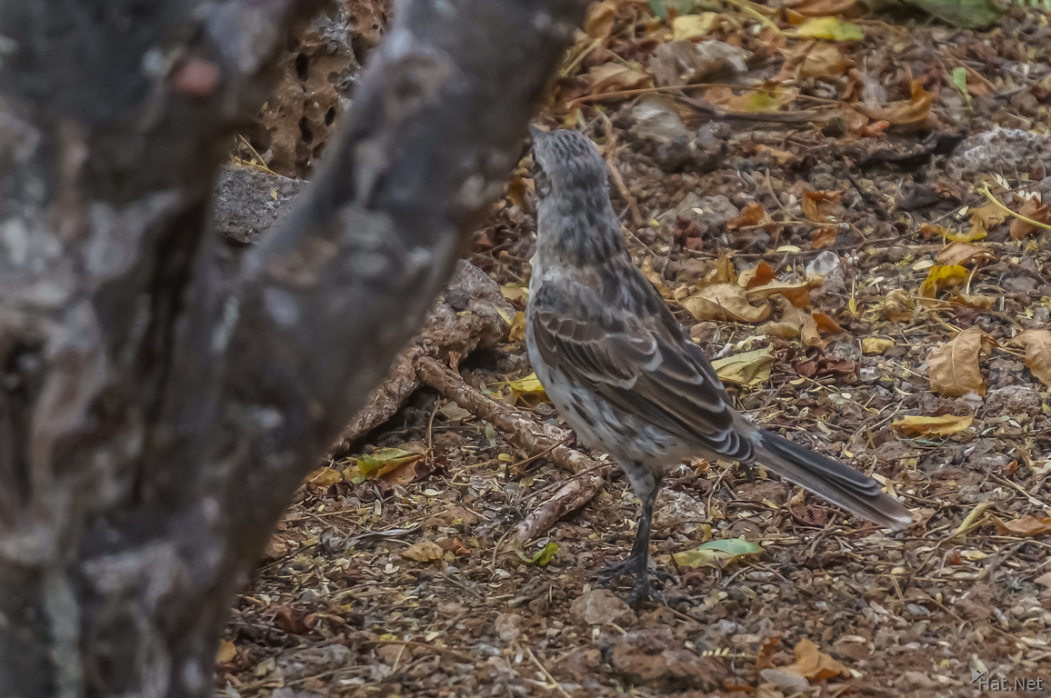 Chatham Mocking Bird in San Cristobal-Rare
