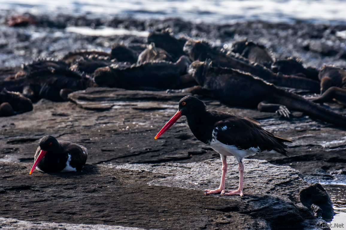 American oyster catcher