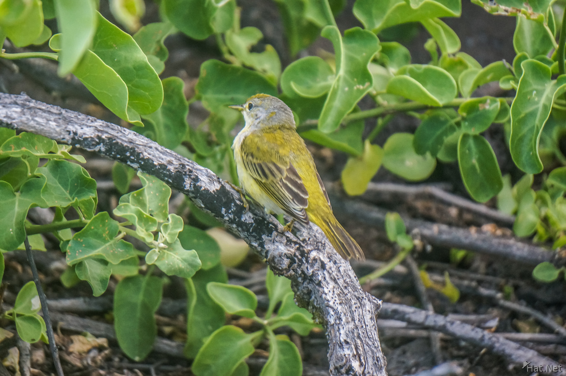 Yellow Warbler of La Loberia