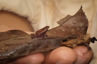 Brown tree frog Amazon,  Cuyabeno Reserve,  Sucumbios,  Ecuador, South America