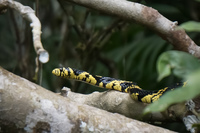 Yellow snake Amazon,  Cuyabeno Reserve,  Sucumbios,  Ecuador, South America