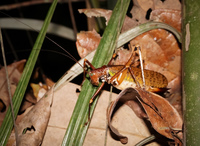 Amazon Grasshopper Amazon,  Cuyabeno Reserve,  Sucumbios,  Ecuador, South America