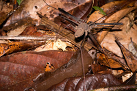 Alien spider Amazon,  Cuyabeno Reserve,  Sucumbios,  Ecuador, South America