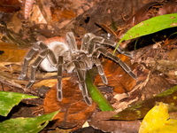 Tarantula spdier Amazon,  Cuyabeno Reserve,  Sucumbios,  Ecuador, South America