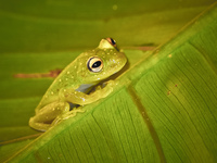Green Tree Frog Amazon,  Cuyabeno Reserve,  Sucumbios,  Ecuador, South America