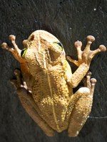 Bull frog Amazon,  Cuyabeno Reserve,  Sucumbios,  Ecuador, South America