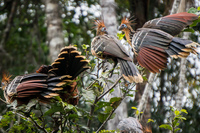 Stinkbird Hoatzin Amazon,  Cuyabeno Reserve,  Sucumbios,  Ecuador, South America