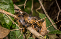 Baby anaconda Amazon,  Cuyabeno Reserve,  Sucumbios,  Ecuador, South America