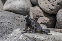 20140510112514-marine_iguana