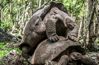 Giant Tortoise mating in Floreana Puerto Velasco Ibarra, Galapagos, Ecuador, South America