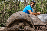 Tortoise of Floreana Puerto Velasco Ibarra, Galapagos, Ecuador, South America