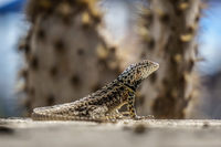 20140511142540-Male_Lava_Lizard_of_Floreana_in_front_of_a_cactus