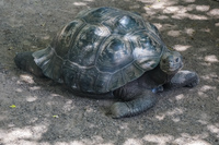 20140517125242-Land_Tortoise_Breeding_Center_on_Isla_Isabella