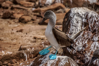 20140510110630-Mating_Ritual_of_Blue_Footed_Boobies