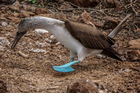 20140510110834-Mating_Ritual_of_Blue_Footed_Boobies