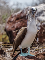 20140510111618-Mating_Ritual_of_Blue_Footed_Boobies