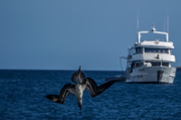 20140514090618-Blue_Footed_Boobie_diving_for_fish