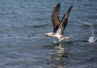 20140514090648-Blue_Footed_Boobie_diving_for_fish-2