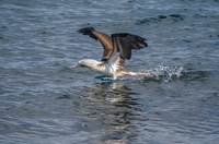 20140514090648-Blue_Footed_Boobie_diving_for_fish