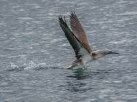 20140515152213-Blue_footed_booby_catching_fish_in_Urbina_Bay