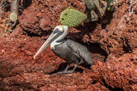 Brown pelica on Isla Rabida Sombrero Chino, Rabida, Galapagos, Ecuador, South America