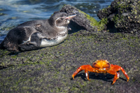 20140515095529-Galapagos_Penguin_on_Puerto_Espinoza