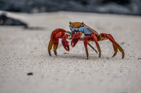 Sally Lightfoot Crab Grapsus Grapsus Puerto Ayora, Galapagos, Ecuador, South America