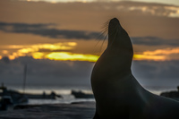 Sea lion sunset near San Cristobal Baquerizo Moreno, El Progreso, El Junco, Puerto China, Galapagos, Ecuador, South America