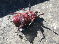20140502084823-Dead_beetle_on_Alausi_St_Peter_Hill