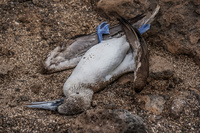 20140510094939-Dead_Blue_footed_Booby_on_Seymour
