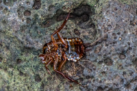 20140511112541-dead_giant_beetle