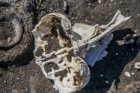 Dead sea lion skull Isla Santiago, Galapagos, Ecuador, South America